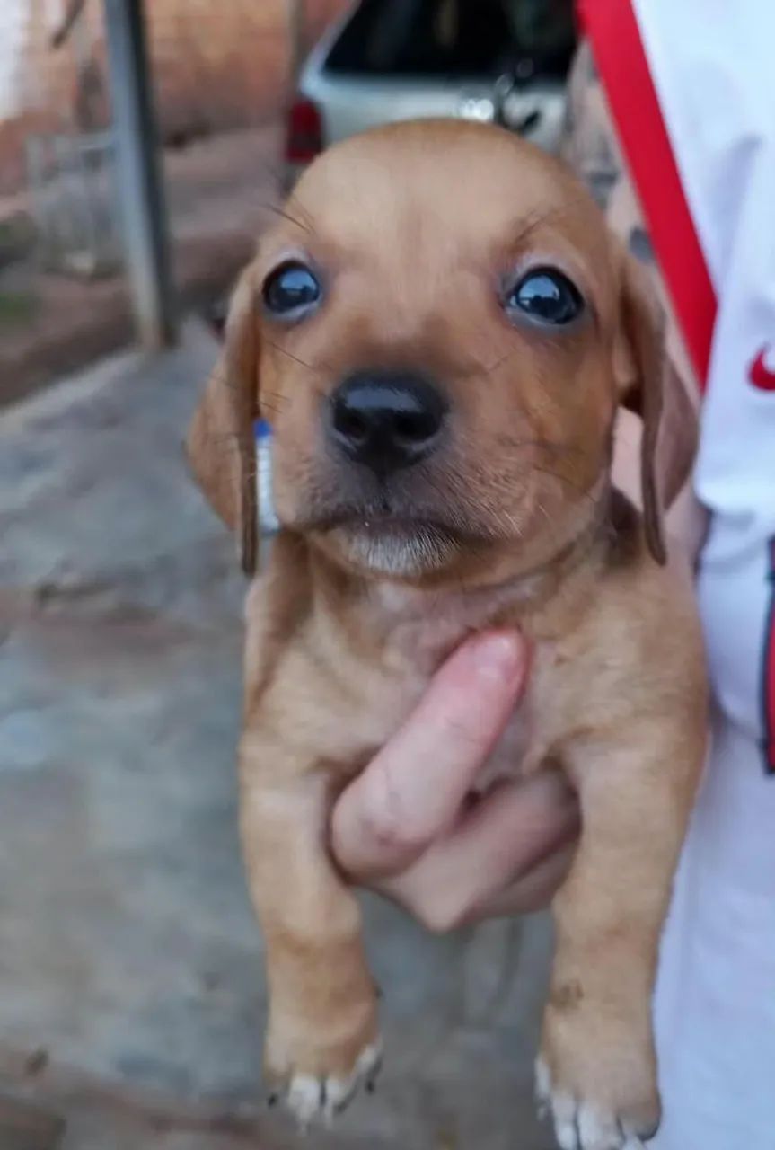 Filhotes de dachshund "salsicha" - Foto 2
