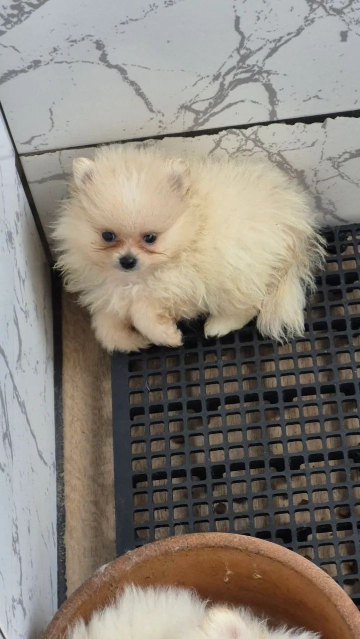 Cachorro 