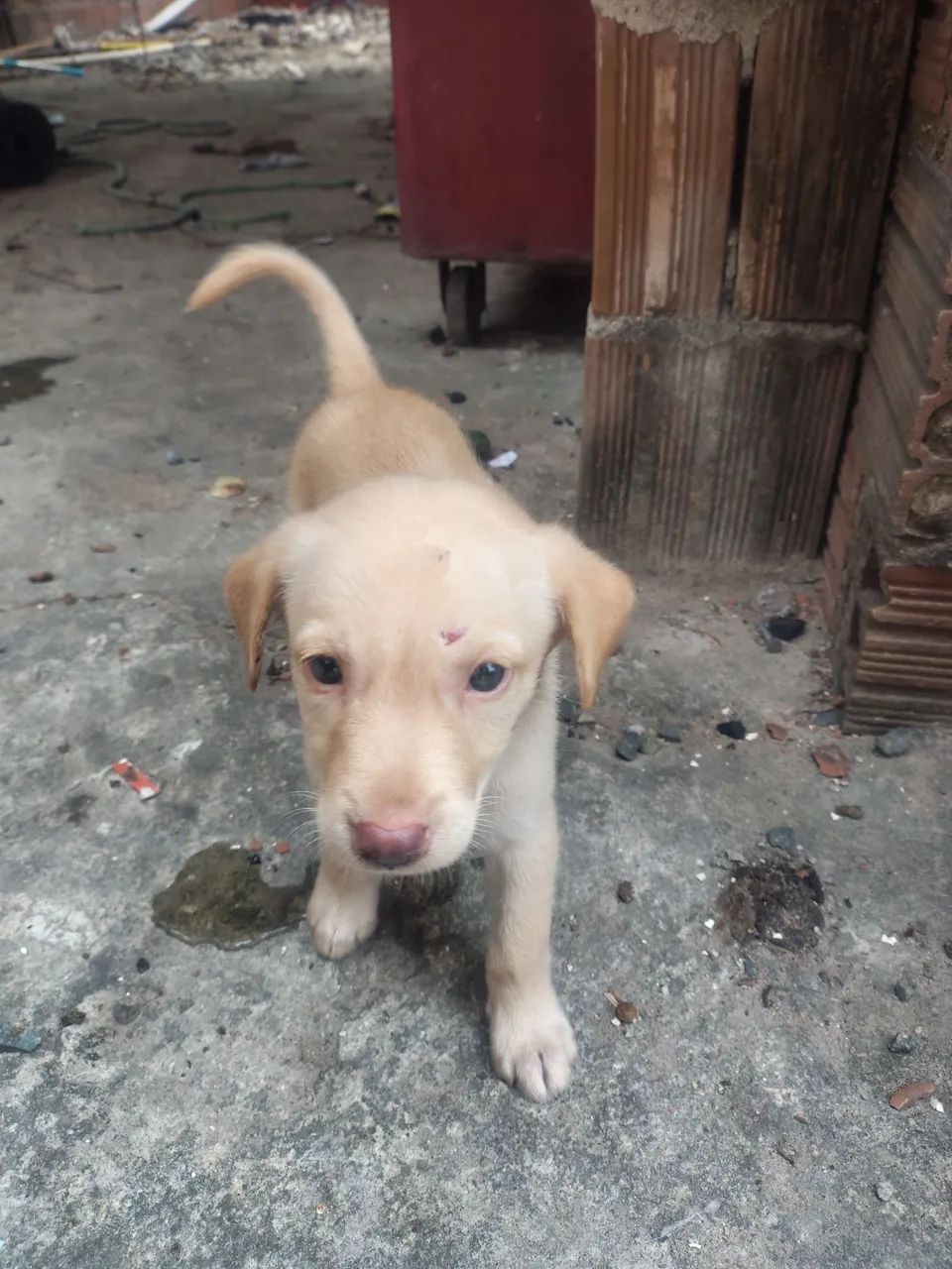 Pets para adoção  - Foto 3