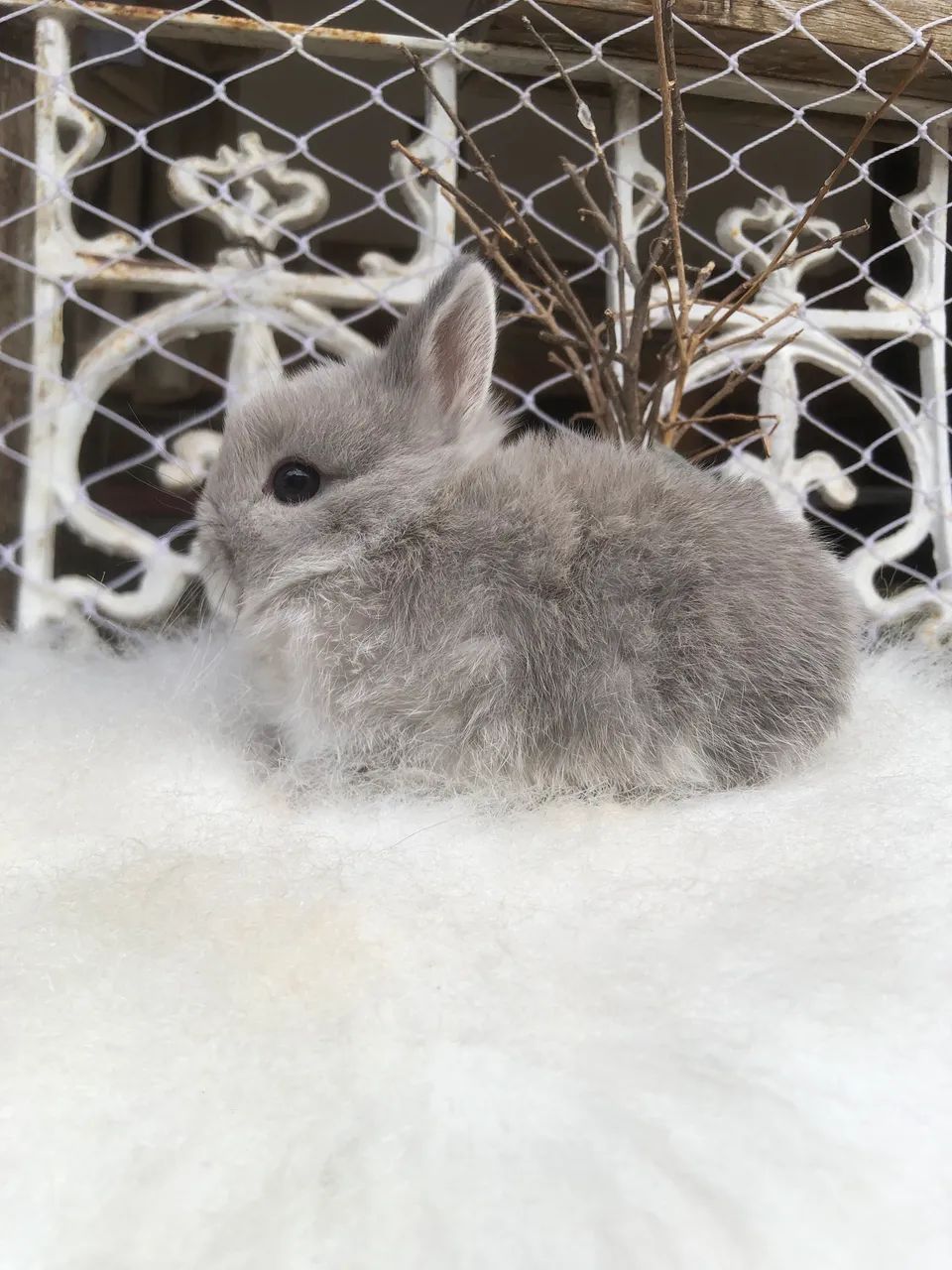 Coelho anão netherland dwarf linhagem importada - o menor do mundo  - Foto 3