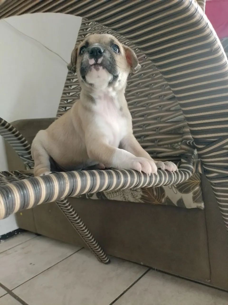 Pets para adoção ? - Foto 3