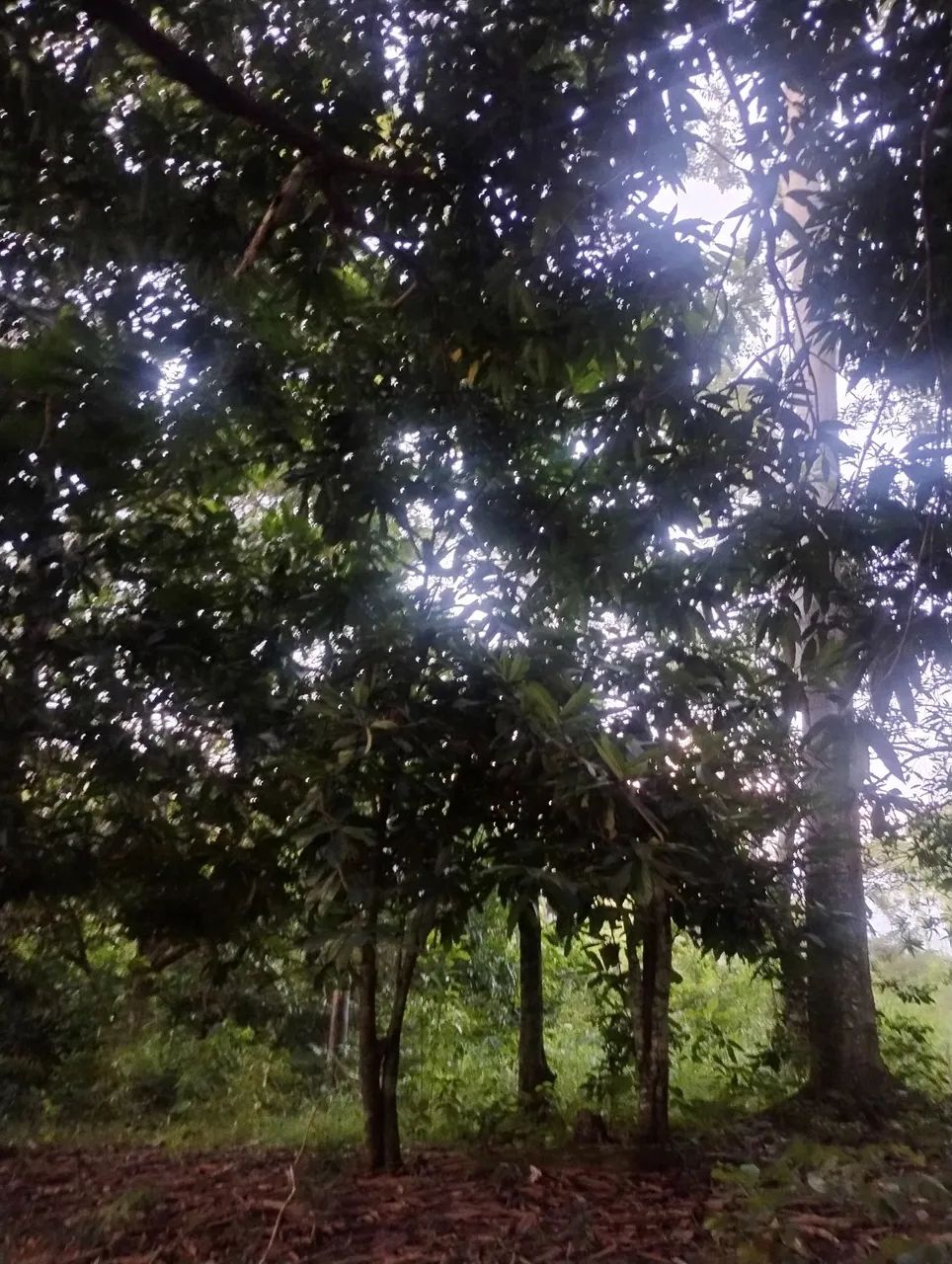 Venda de terra, aceita moto/carro, c/ parte do pagamento  - Foto 4