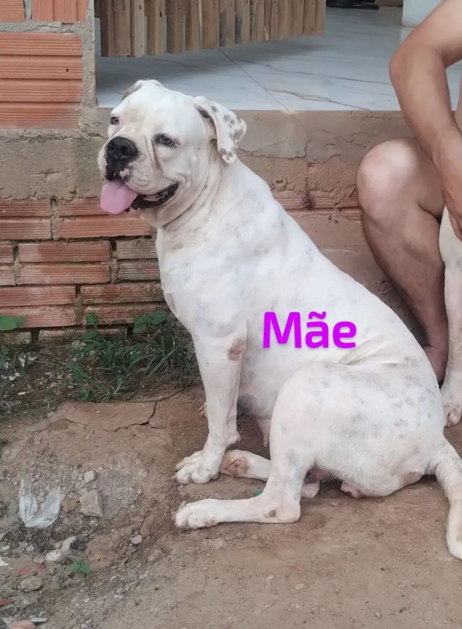Filhote de box com Bulldog americano  - Foto 3