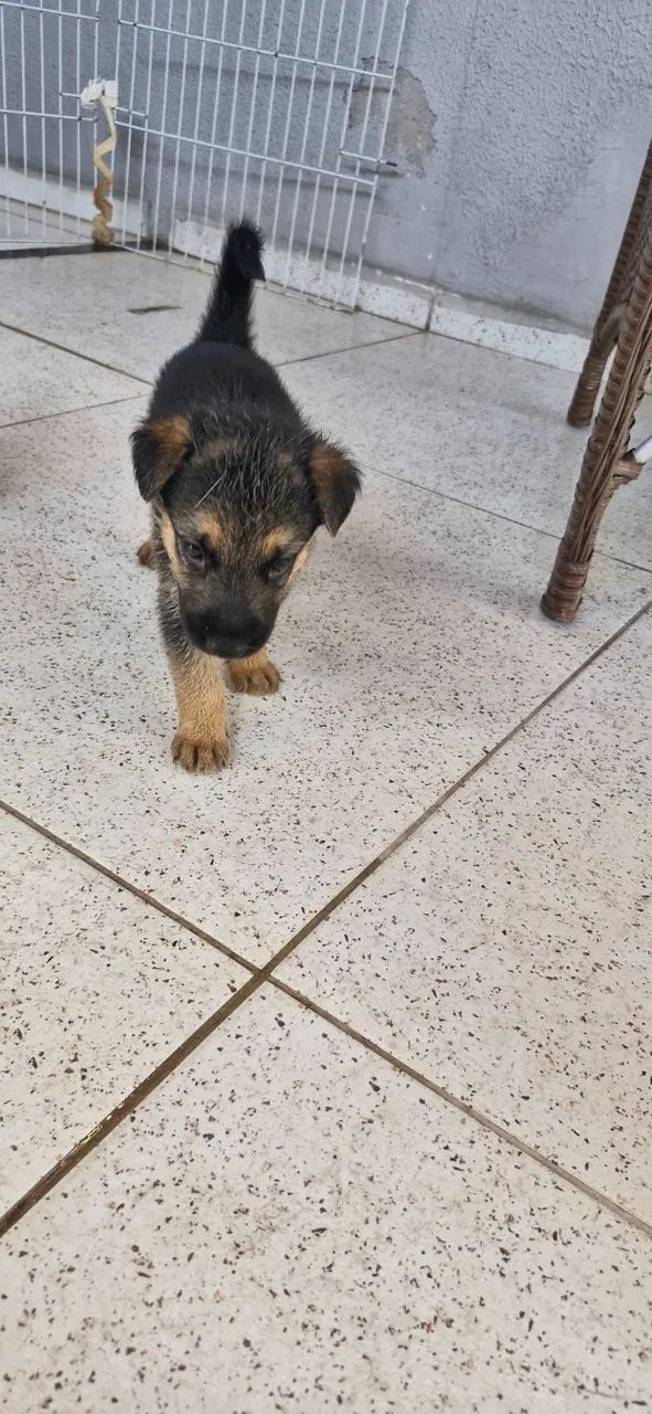 Cachorro  - Foto 3