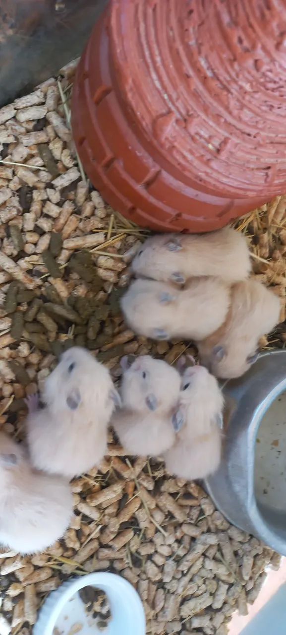 Hamster sírio 