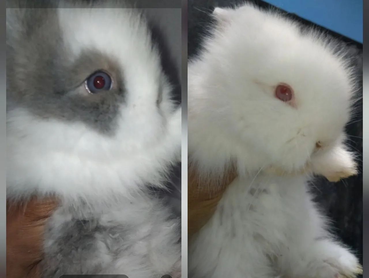 Mini coelho teddy dwerg 