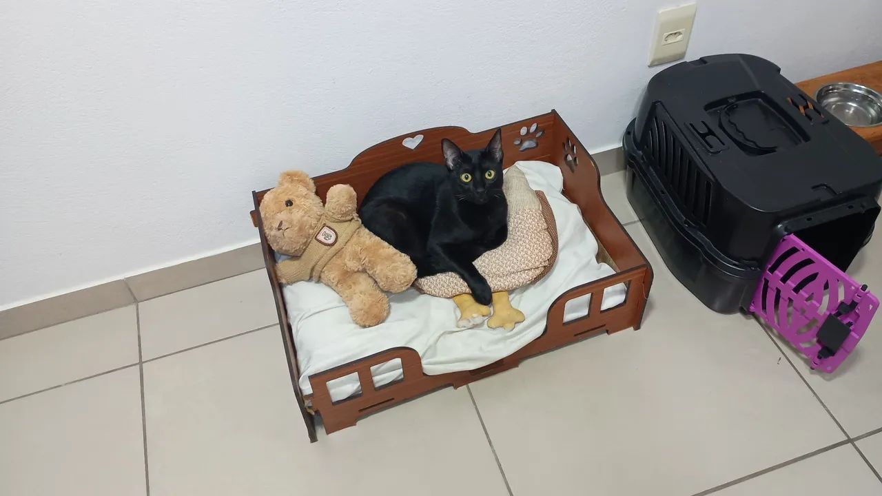 Gata pra doação 