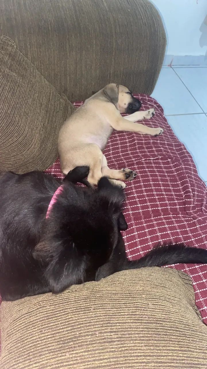 Cachorras