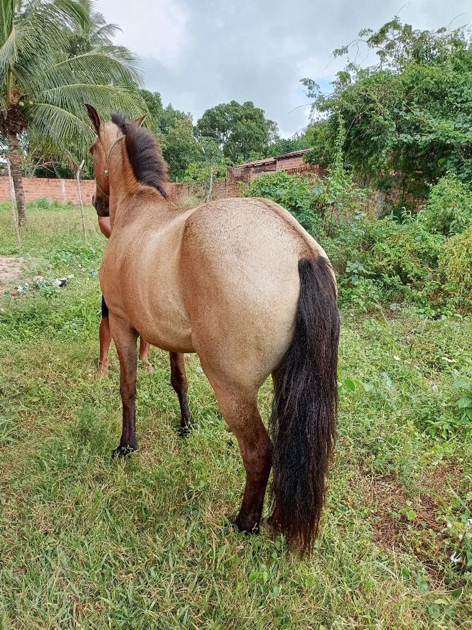 Cavalo de Montada - Foto 2