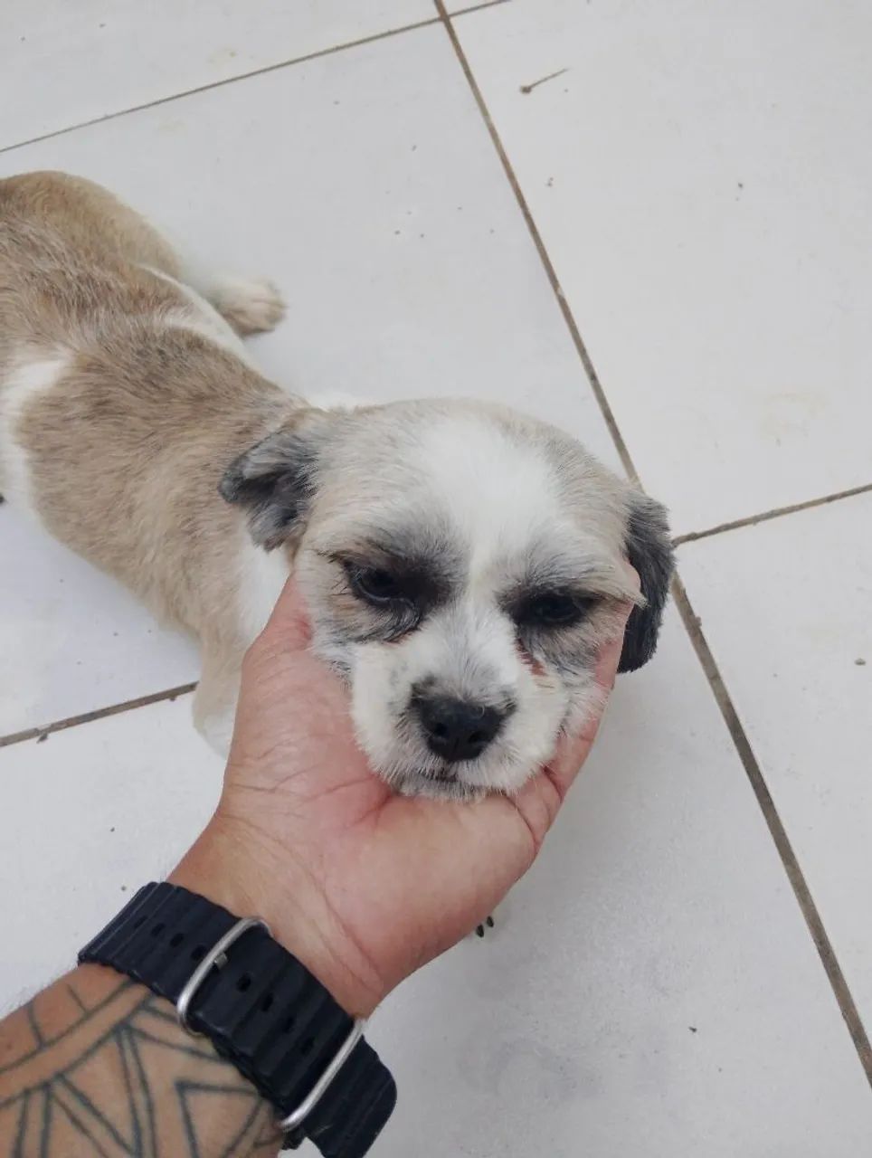 Fêmea de Lhasa Apso a venda 