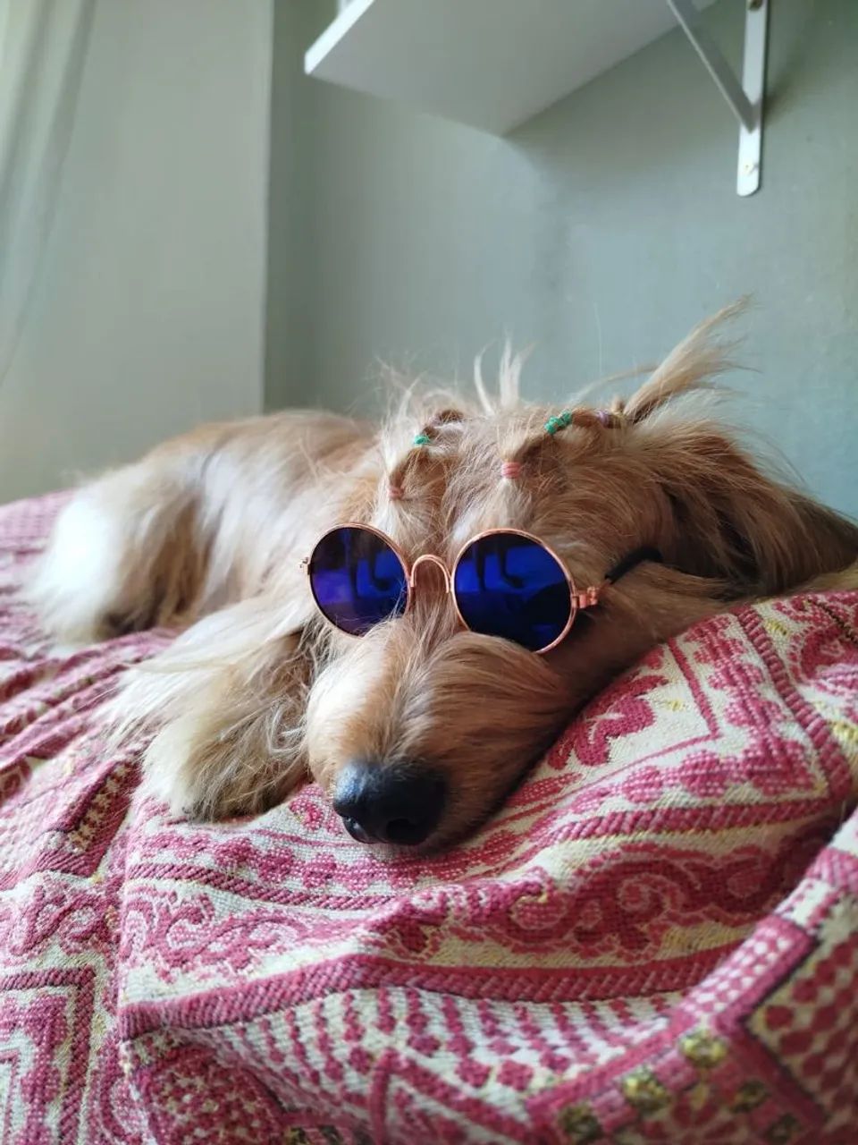 Doação de cachorrinha  - Foto 4