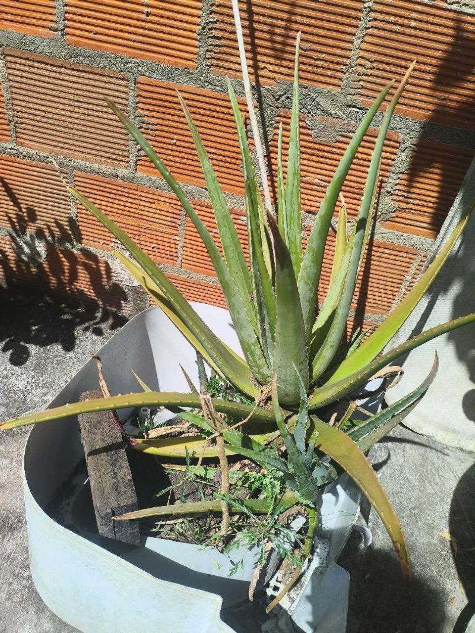 Planta Babosa  - Foto 3