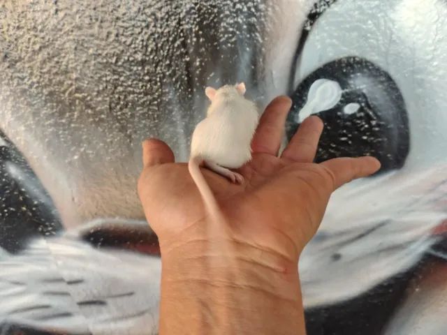 Gerbil - Esquilo da Mongólia - Foto 4