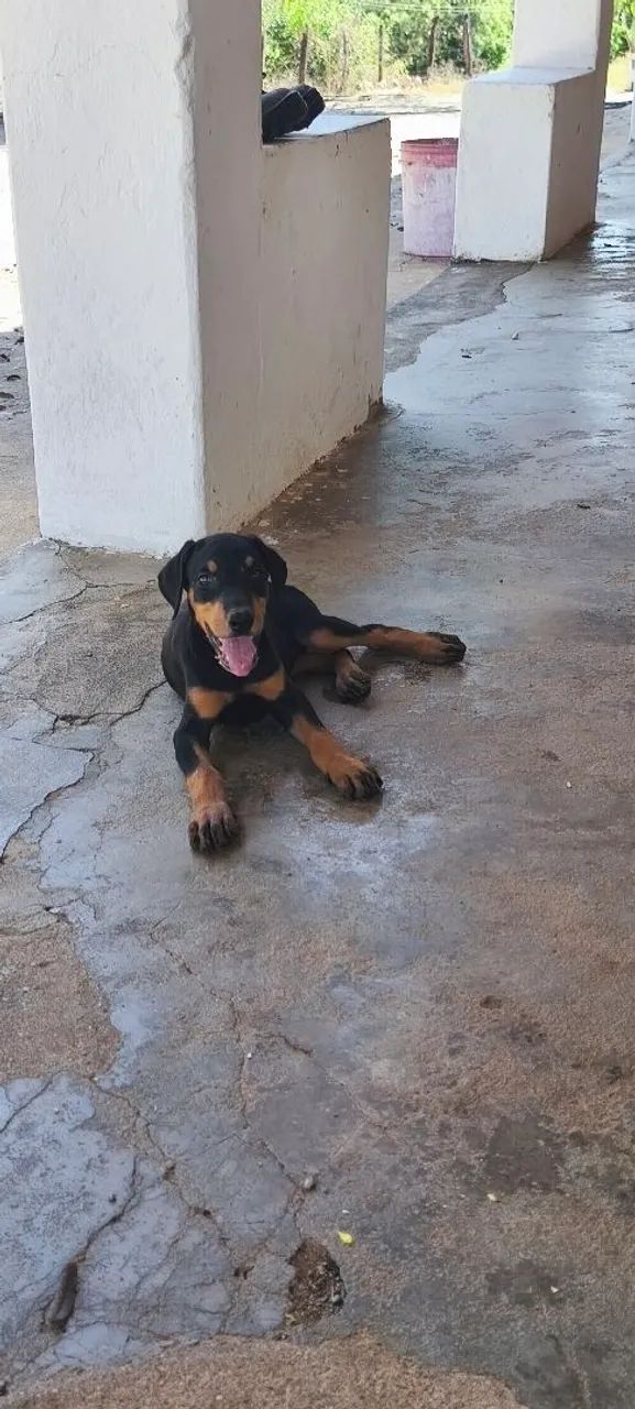 Filhotes disponíveis para entrega!! - Foto 2