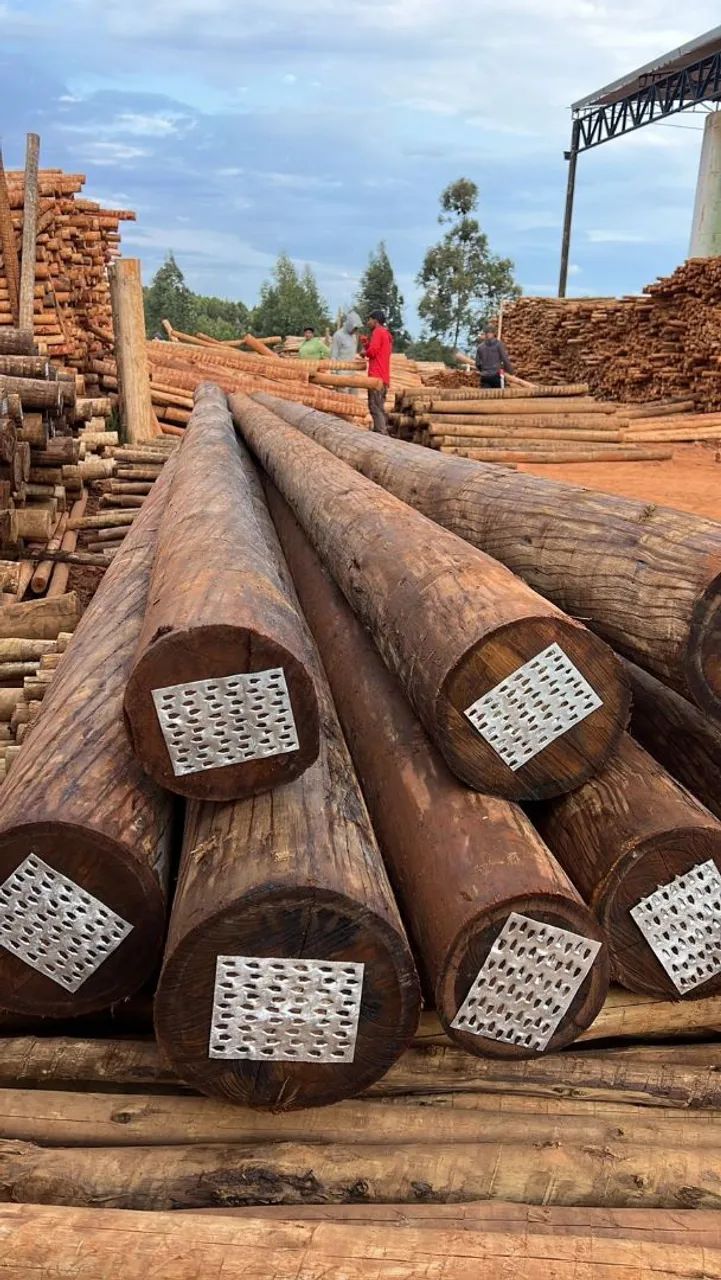 TREATED EUCALYPTUS 441140220905410564