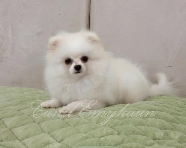 Spitz Alemão- Macho - branco - Foto 2