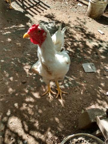 Galinha da Angola - Foto 3