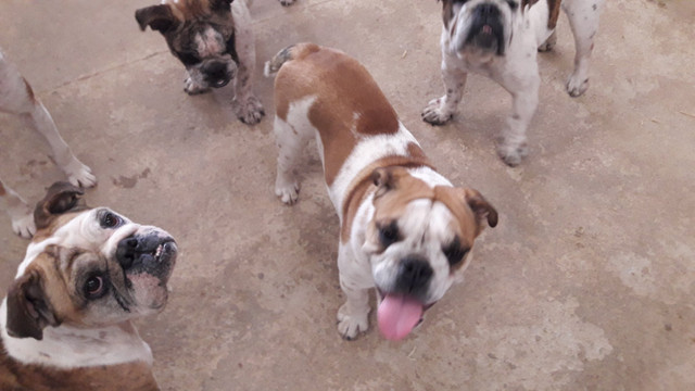 Bulldog inglês - Foto 2