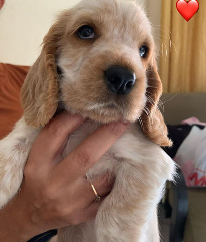 Coker Lindos Bebes Com Garantias De Saude Incluso Cachorros E Acessorios Parque Da Vila Prudente Sao Paulo Olx