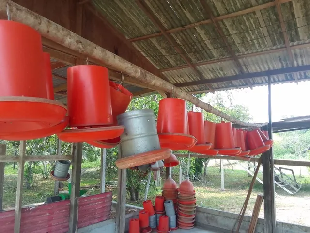 Homemade Bird Water Feeder  Bebedouros para galinhas, Bebedouros para  passaros, Bebedouros caseiros