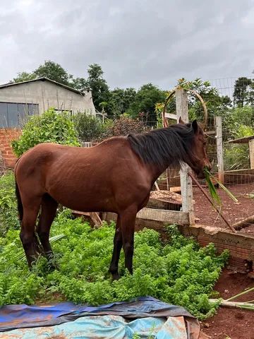 Cavalo  - Foto 2