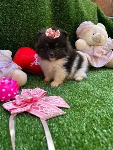 Super Oferta spitz alemão lulu pomerania fêmeas 