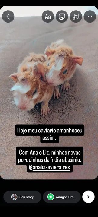 Porquinhas da Índia Abssínio