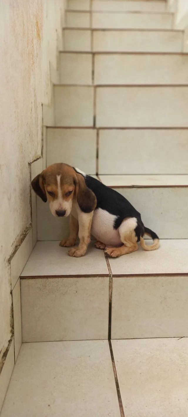 Lindos filhotes Premium - Cachorros e acessórios - Rio Vermelho ...