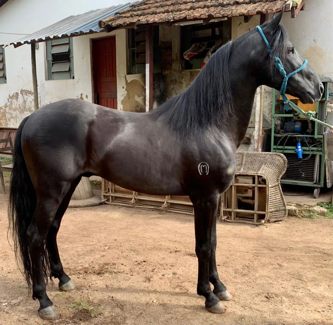 Cavalo Mangalarga Marchador 