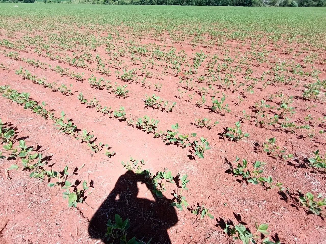 Fazenda com área para plantio - Foto 5