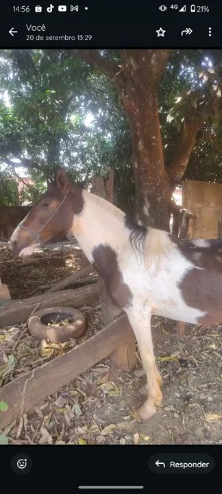 Potra mangalarga  - Foto 3