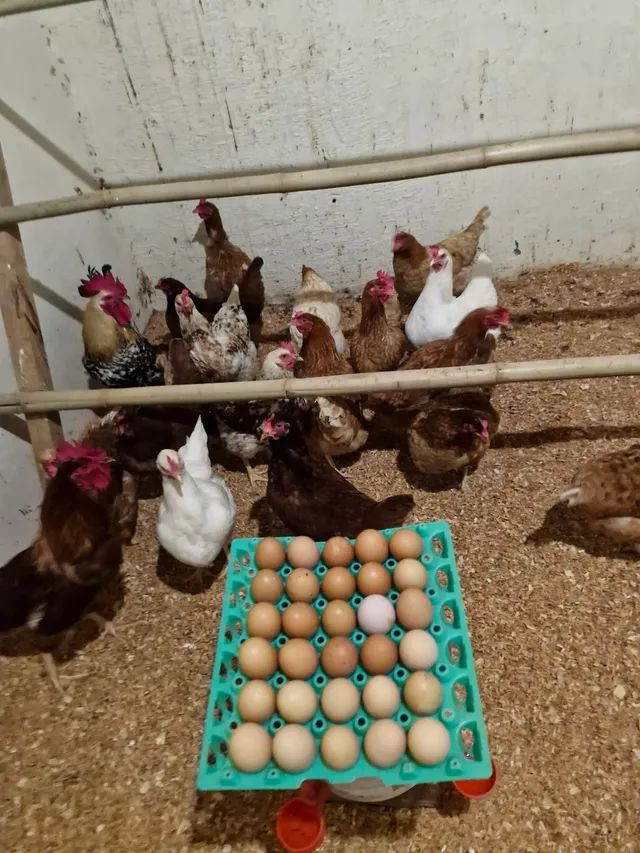 Ovos Caipira Melhorado Galados  - Foto 2