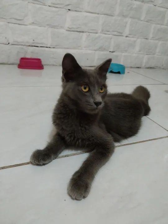 Gato cinza de olhos amarelos disponível para adoção - Foto 2