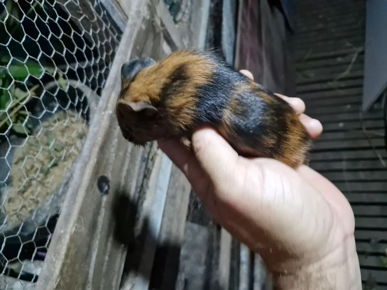 Porquinho da india, hamister, coelho - Foto 4