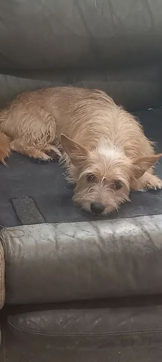 DOAÇÃO DE CACHORRO SRD SUOER DÓCIL PORTE PEQUENA 