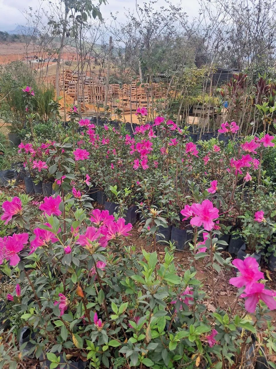 Mudas de Azaleias em Flor - Produção Rural