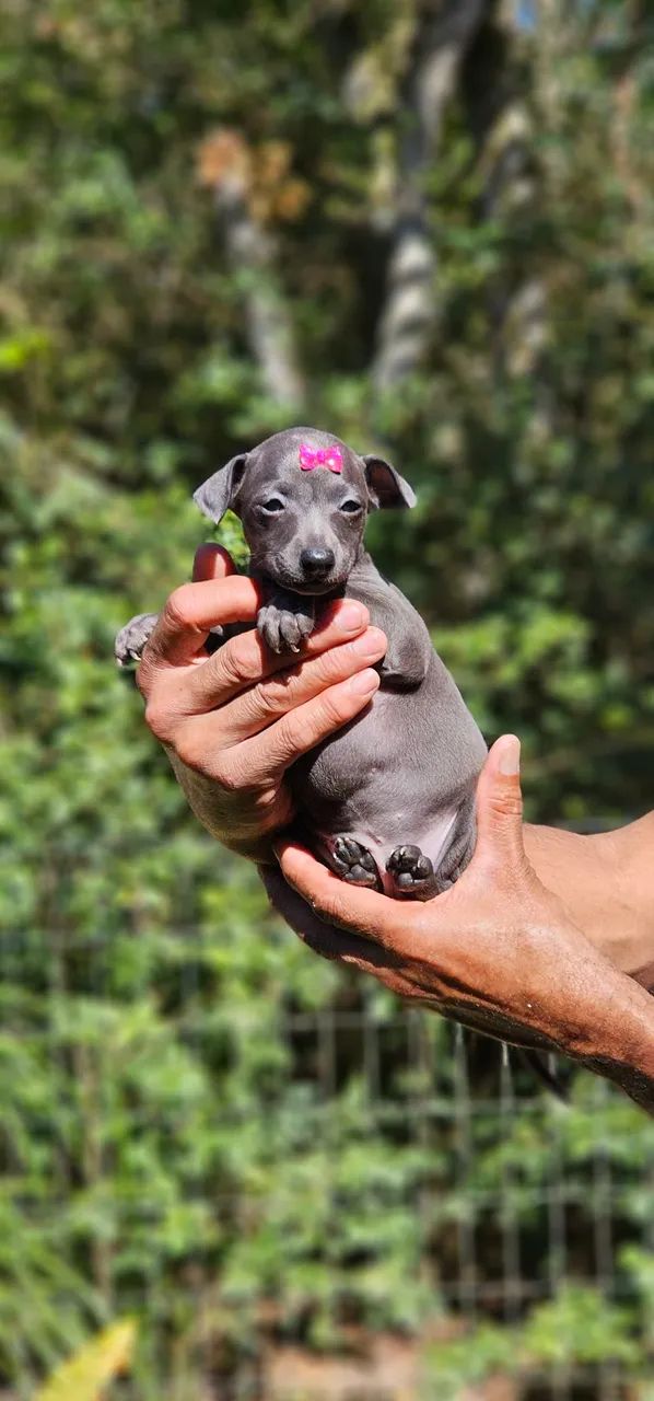 Galguinho Femea - Top - Foto 4