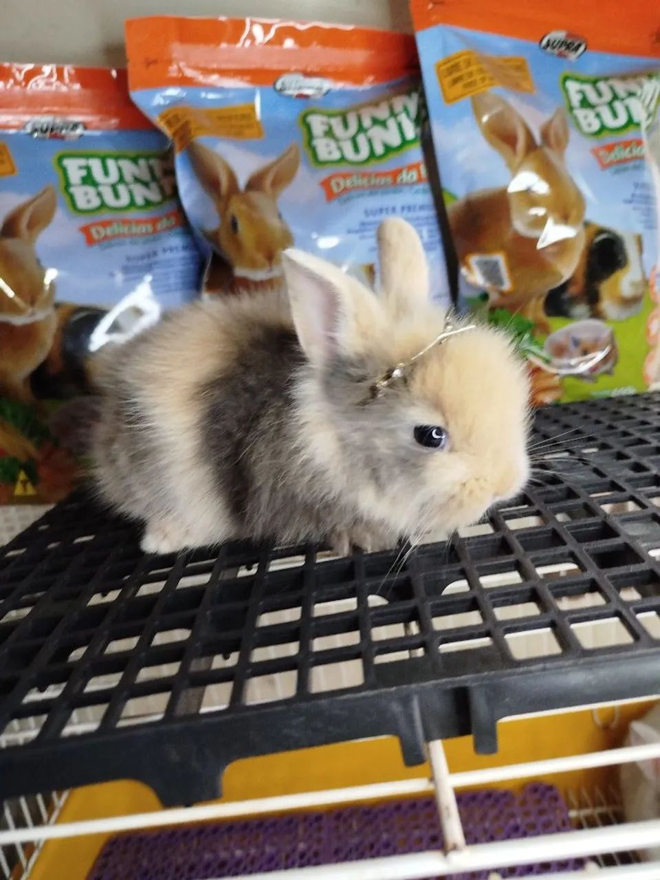 Mini Coelho Variadas Raças  - Foto 2