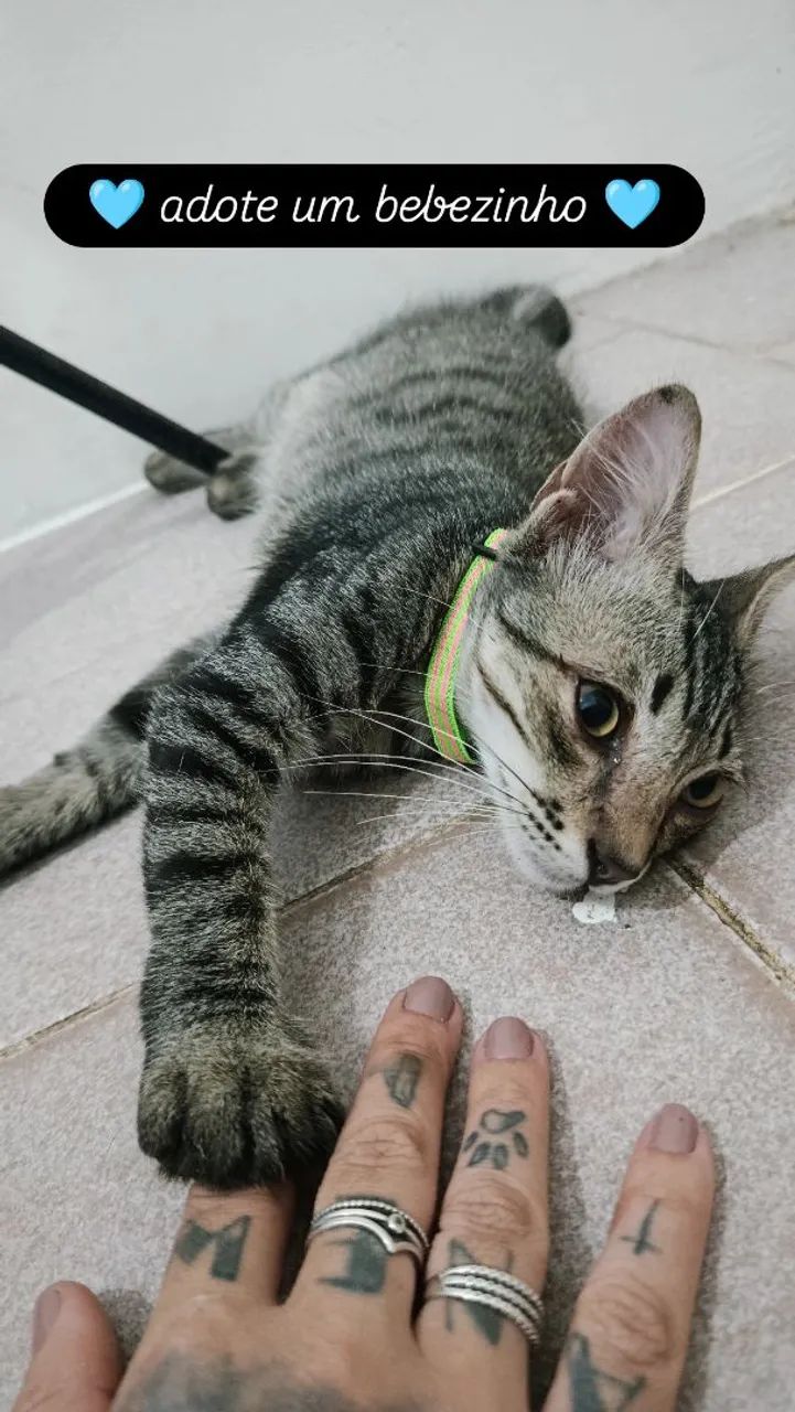 Gatinho macho pra doação  - Foto 3