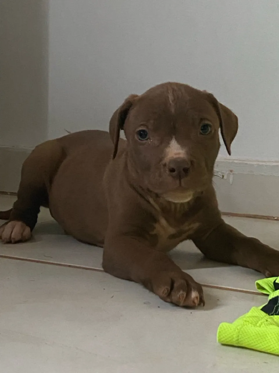 Filhote pitbull