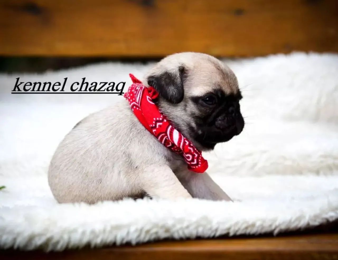 Pug - babys mini de verdade com declaração de pureza em Sorocaba 