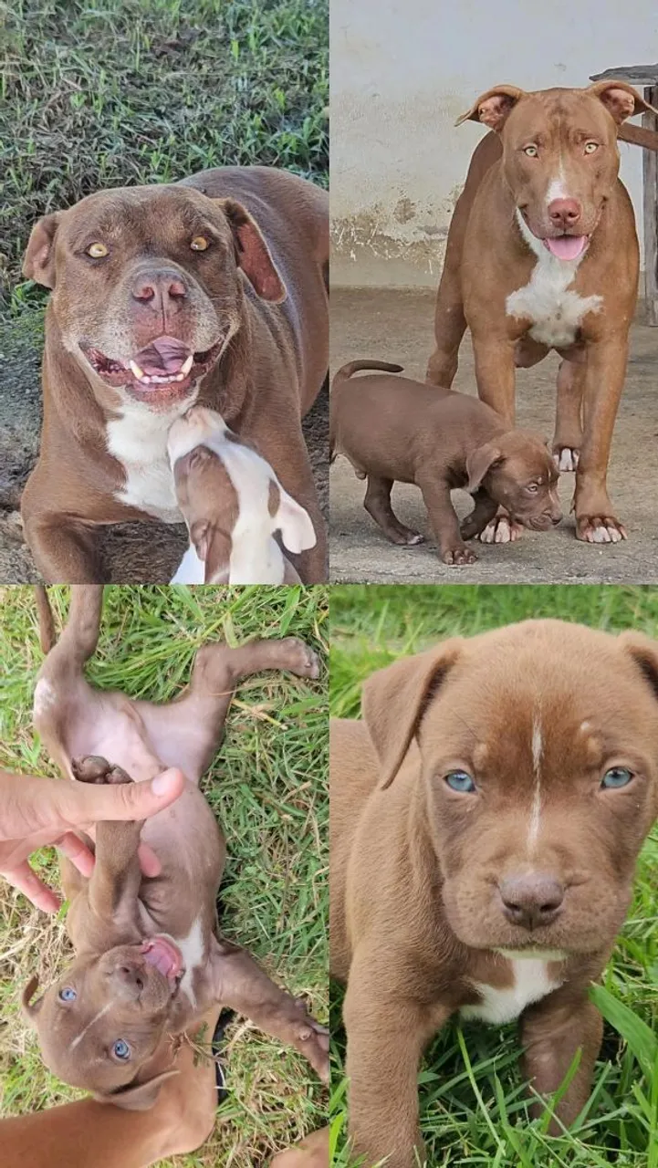 Filhotes de Pitbull disponíveis - Lindos e saudáveis!
