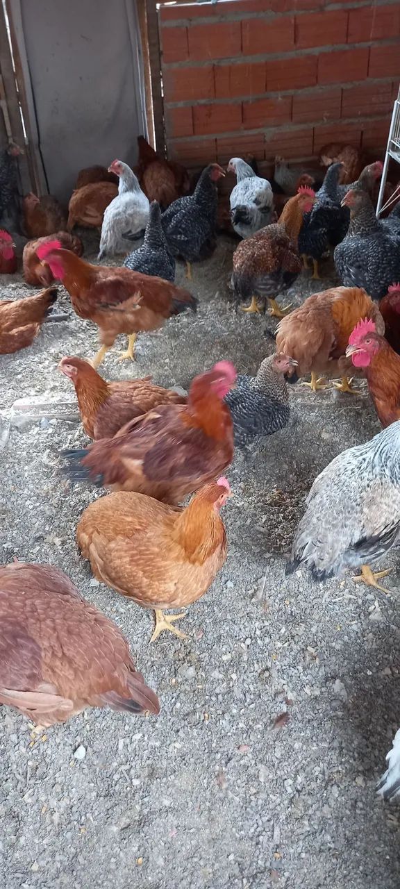 Vendas64304158796673122