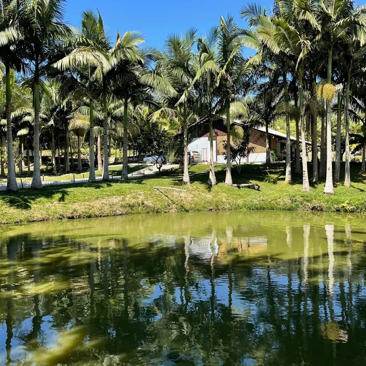 Exatamente sítio a venda ótimo preço  - Foto 5