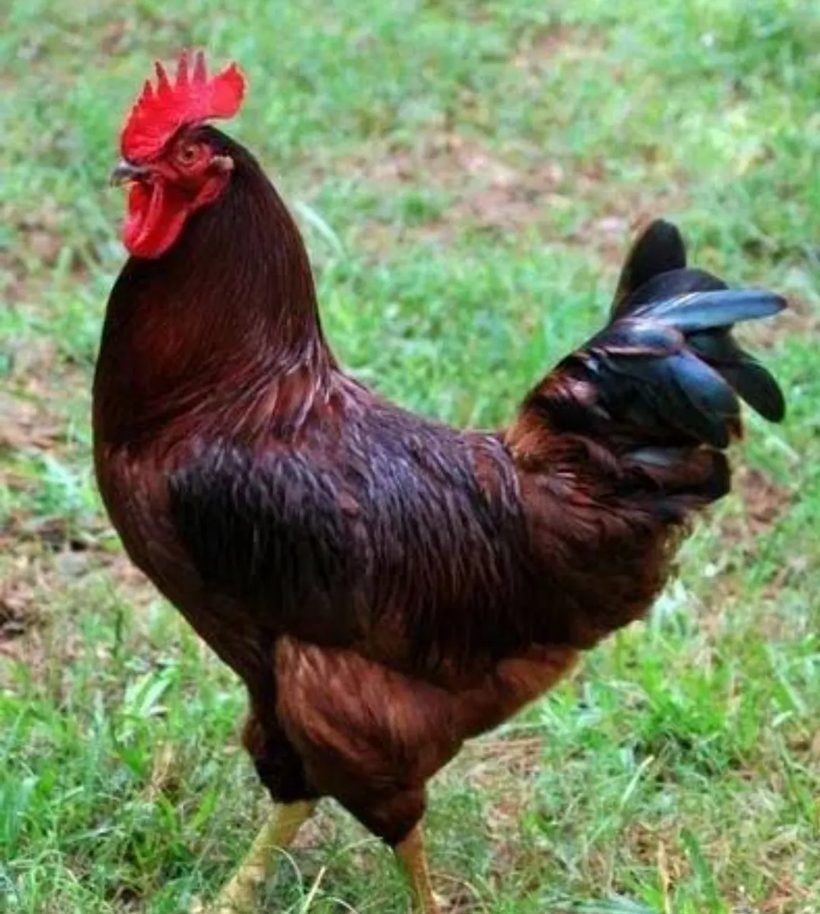 Galo de Raça Vermelho Rodhe Island Red