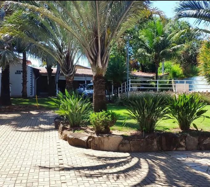 Palmeira Triangular para Jardim - Charme e Elegância - Foto 5