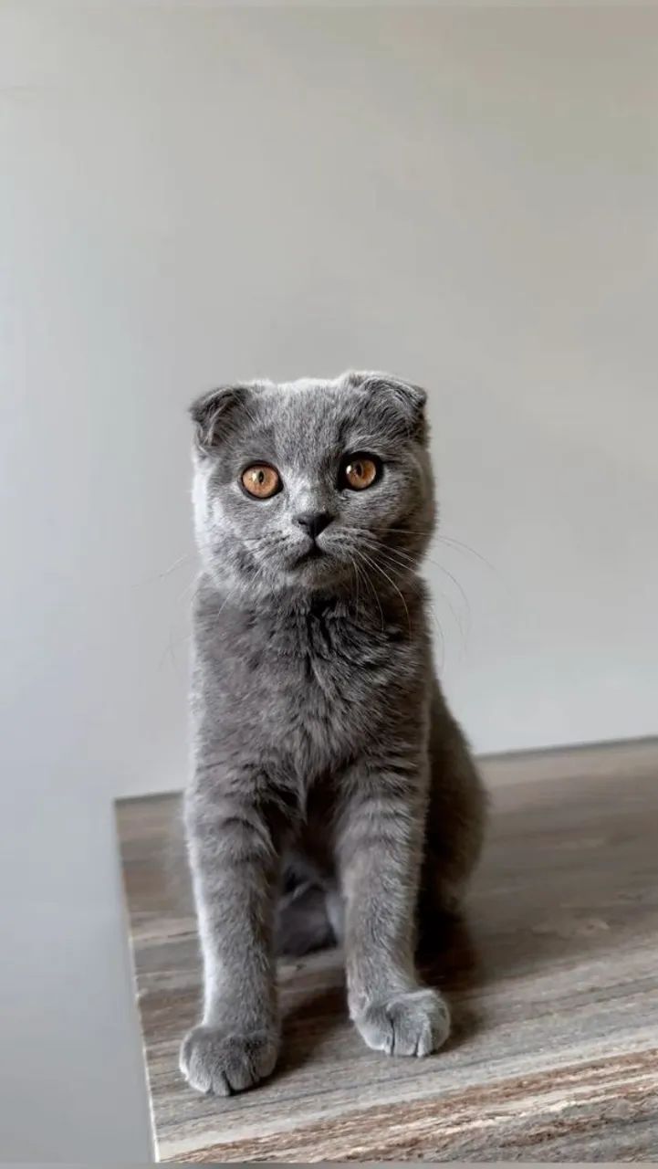 Gatinho Scottish Fold confira
