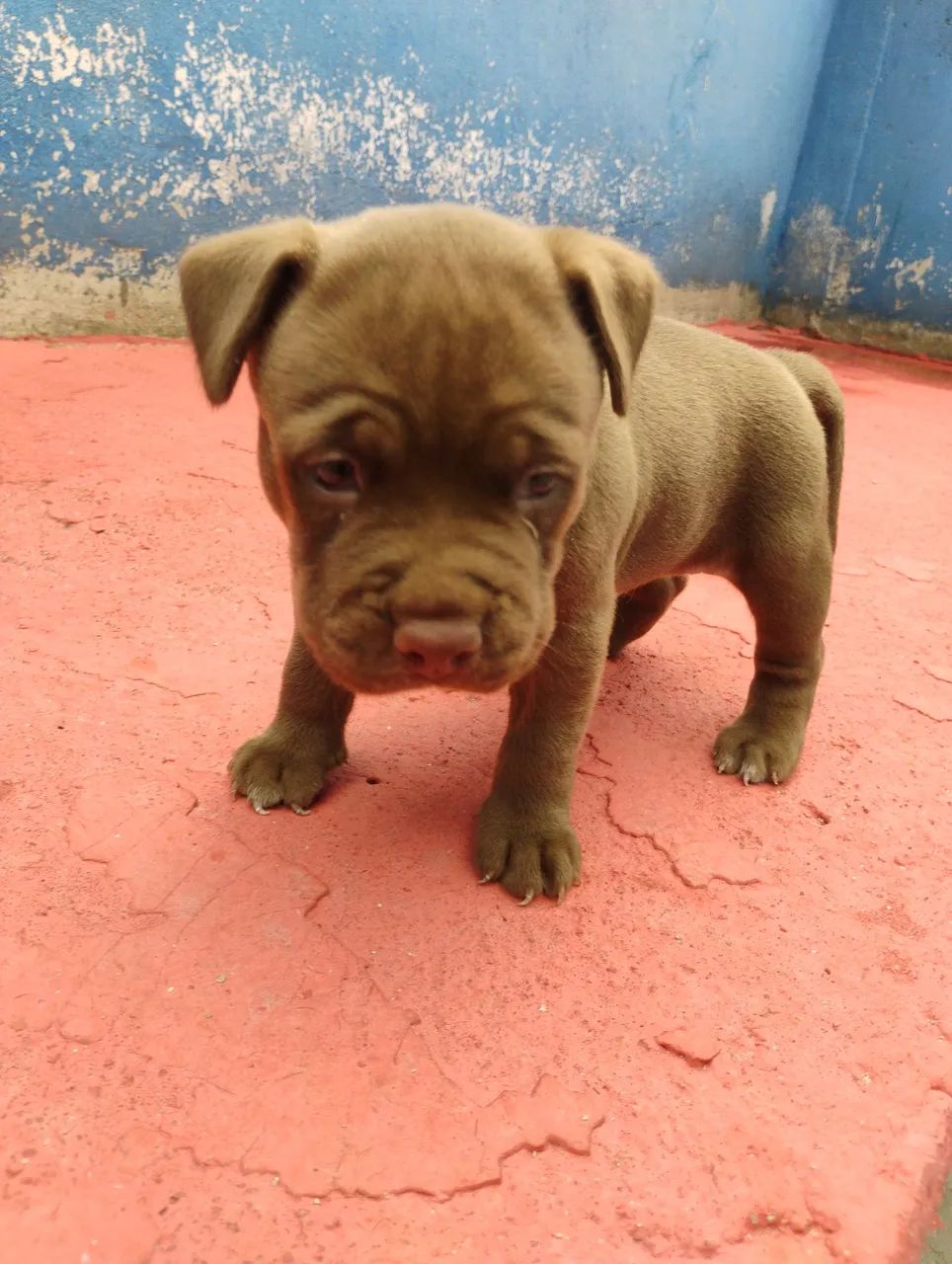 Pitbull  - Foto 2