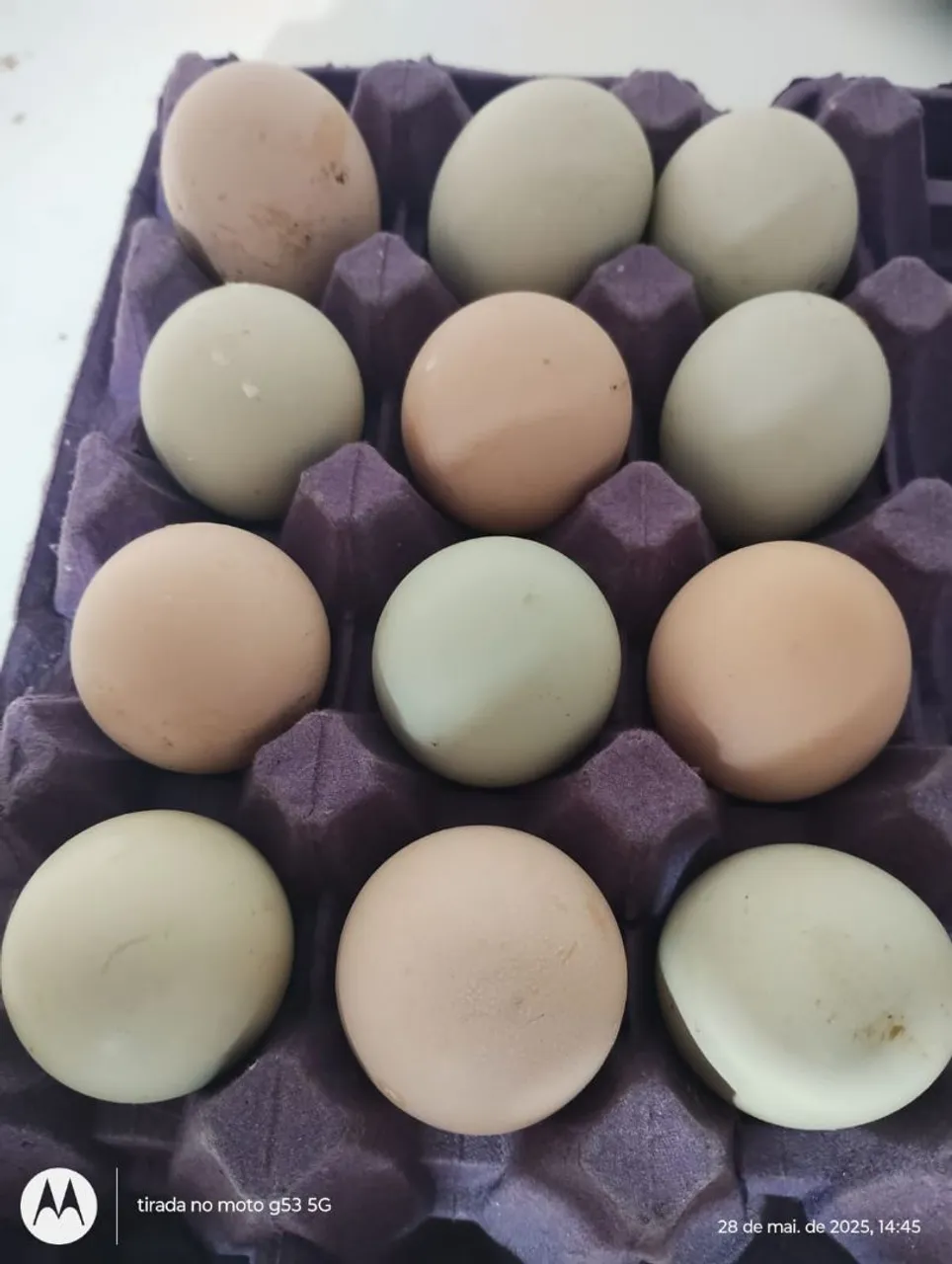 Ovos galados de GSB ( Galinha Balão)