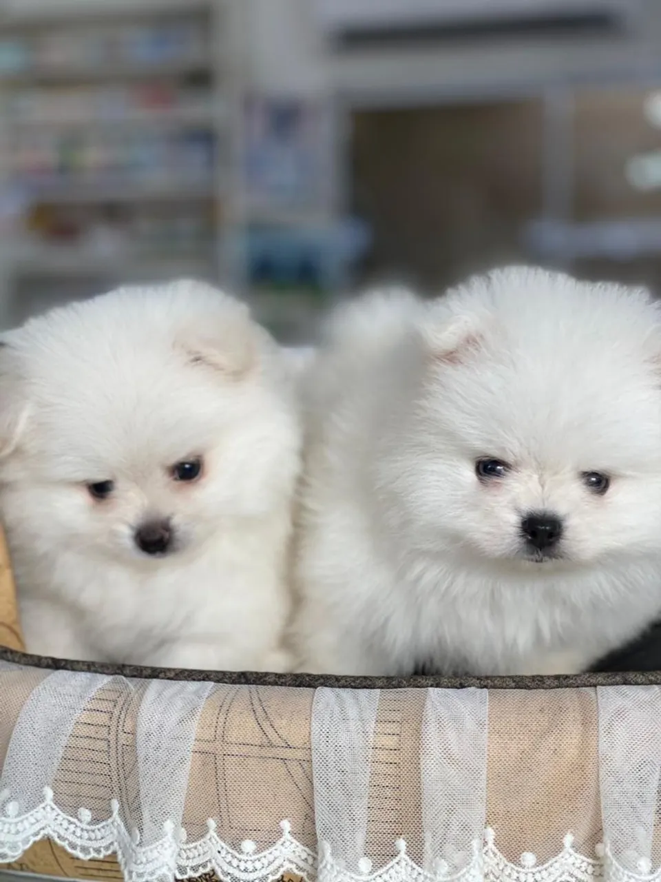 Maravilhos e dóceis  filhotes de spitz. 